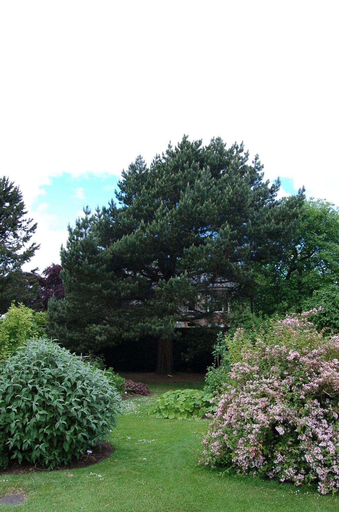 Pinus sylvestris - Scots Pine, Scotch pine, Scotch Fir, Scots, Giuthas