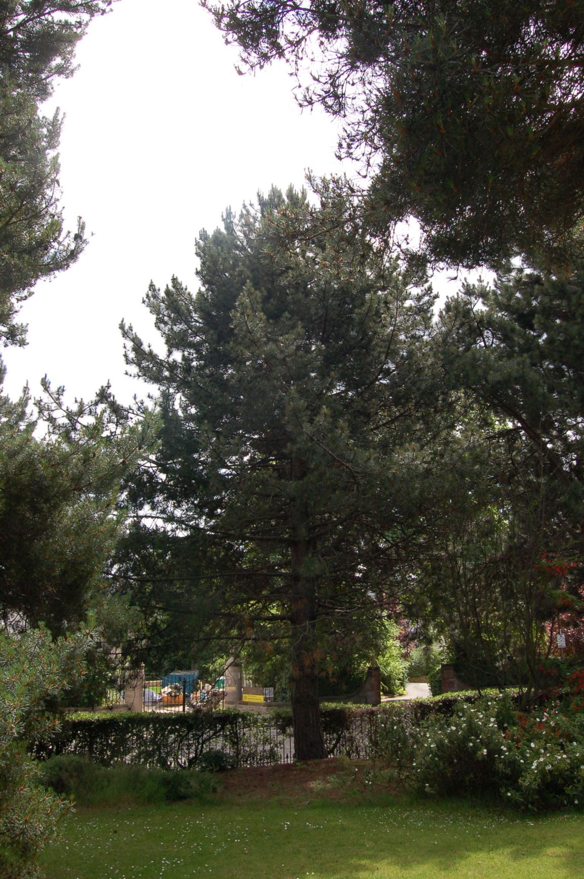 Pinus nigra subsp. pallasiana - Crimean Pine