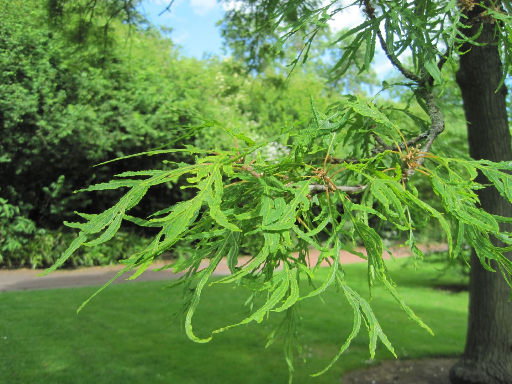 Quercus robur 'Filicifolia' - Cut-Leaf Oak