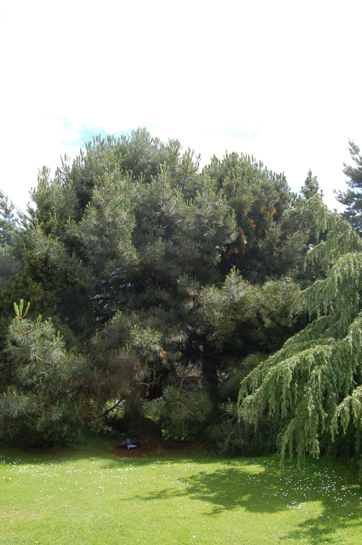 Pinus pinaster subsp. escarena