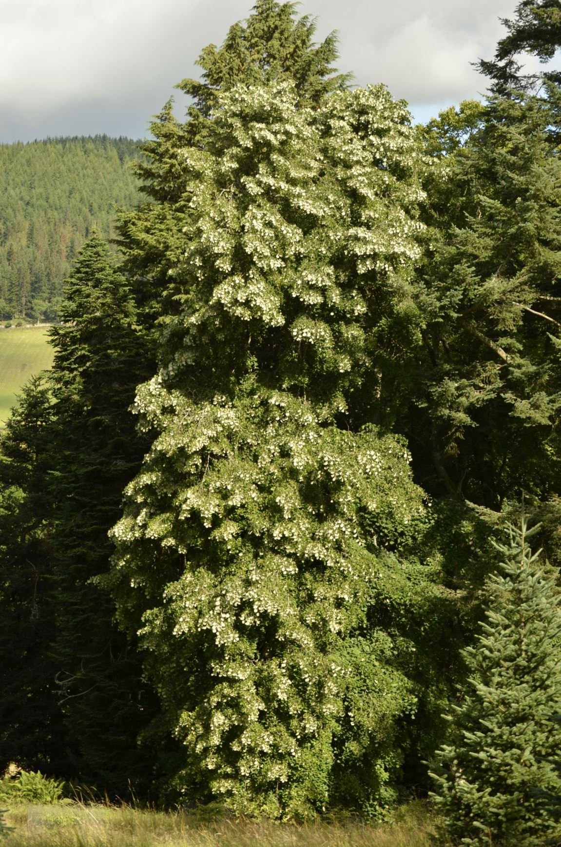 Tilia tomentosa 'Petiolaris'