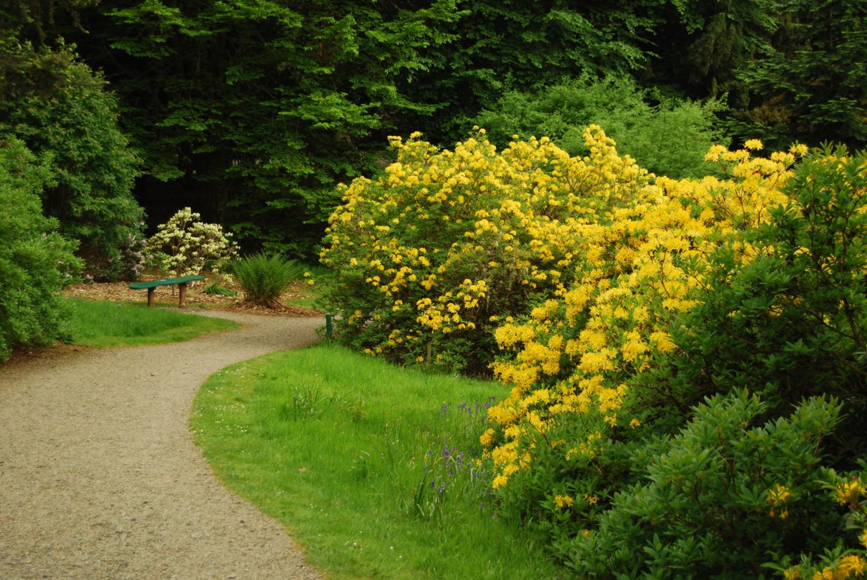 Rhododendron luteum - Common Yellow Azalea | Royal Botanic Garden Edinburgh