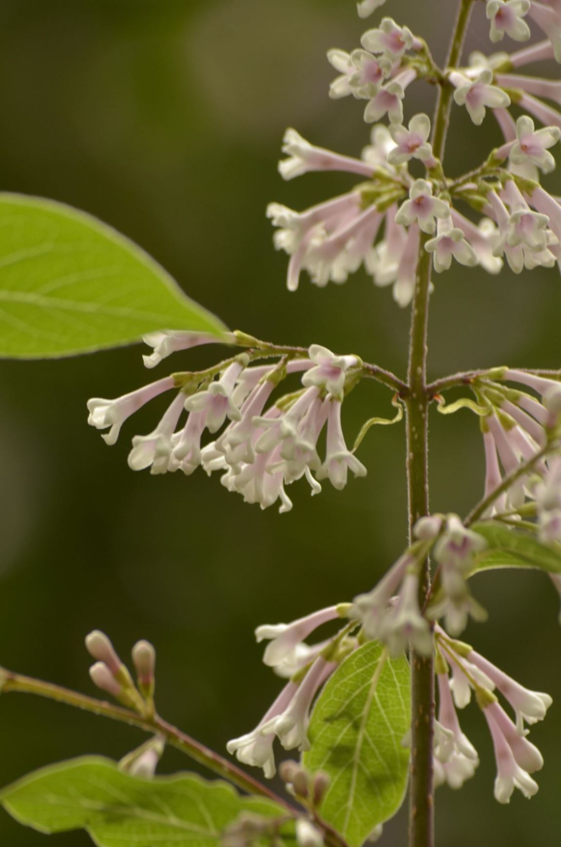 Syringa yunnanensis - Yunnan lilac
