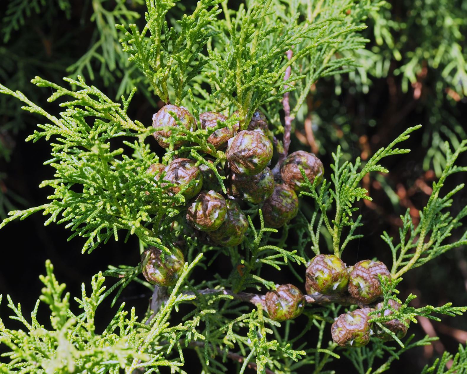 Cupressus torulosa - Bhutan Cypress, Himalayan Cypress, West Himalayan Cypress