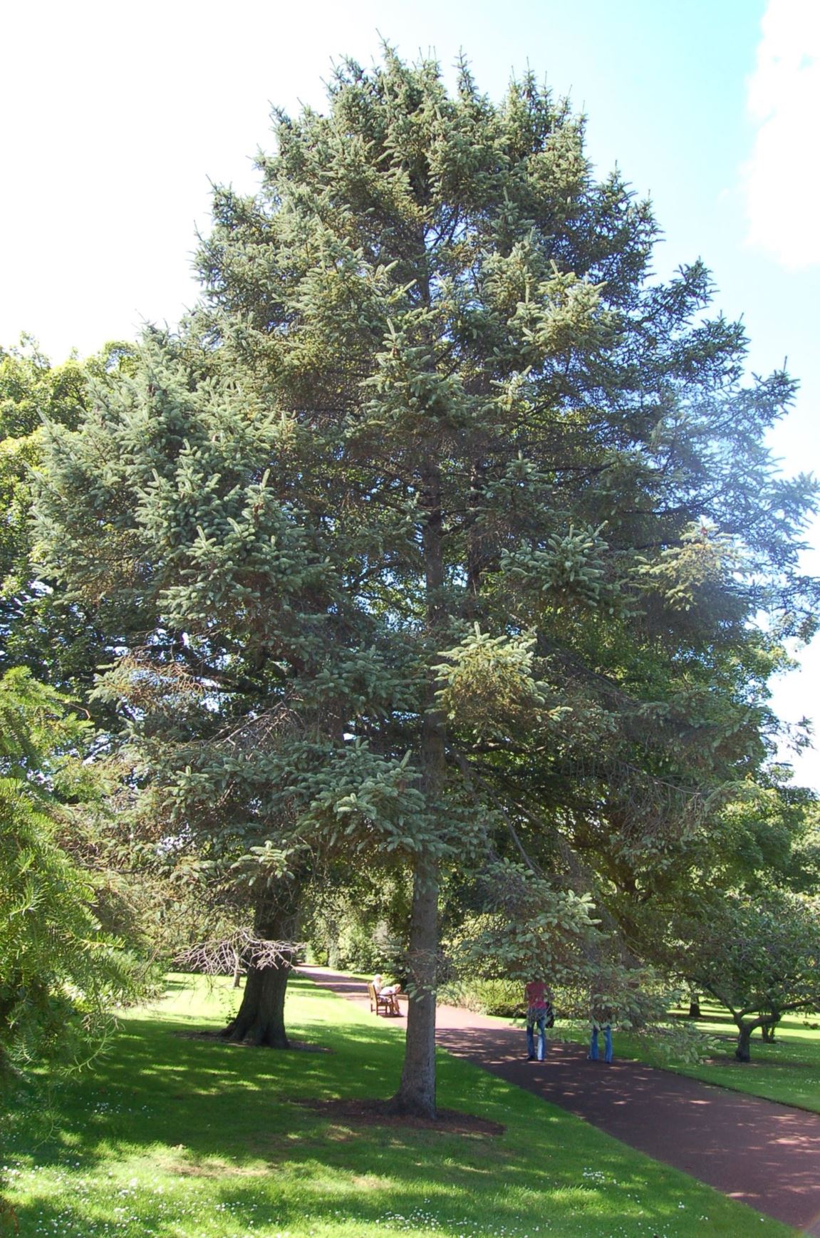 Picea asperata - Dragon Spruce, Chinese Spruce