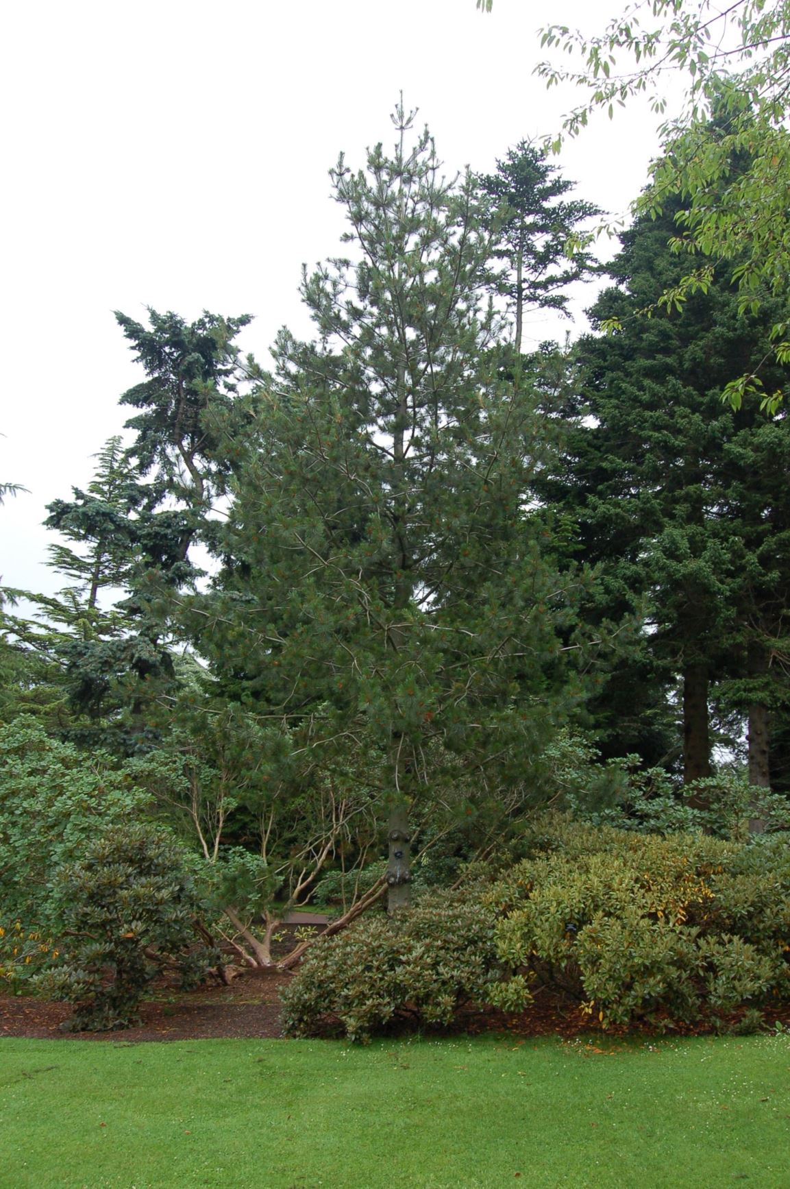 Pinus monticola - Californian Mountain Pine, Mountain White Pine, Western White Pine