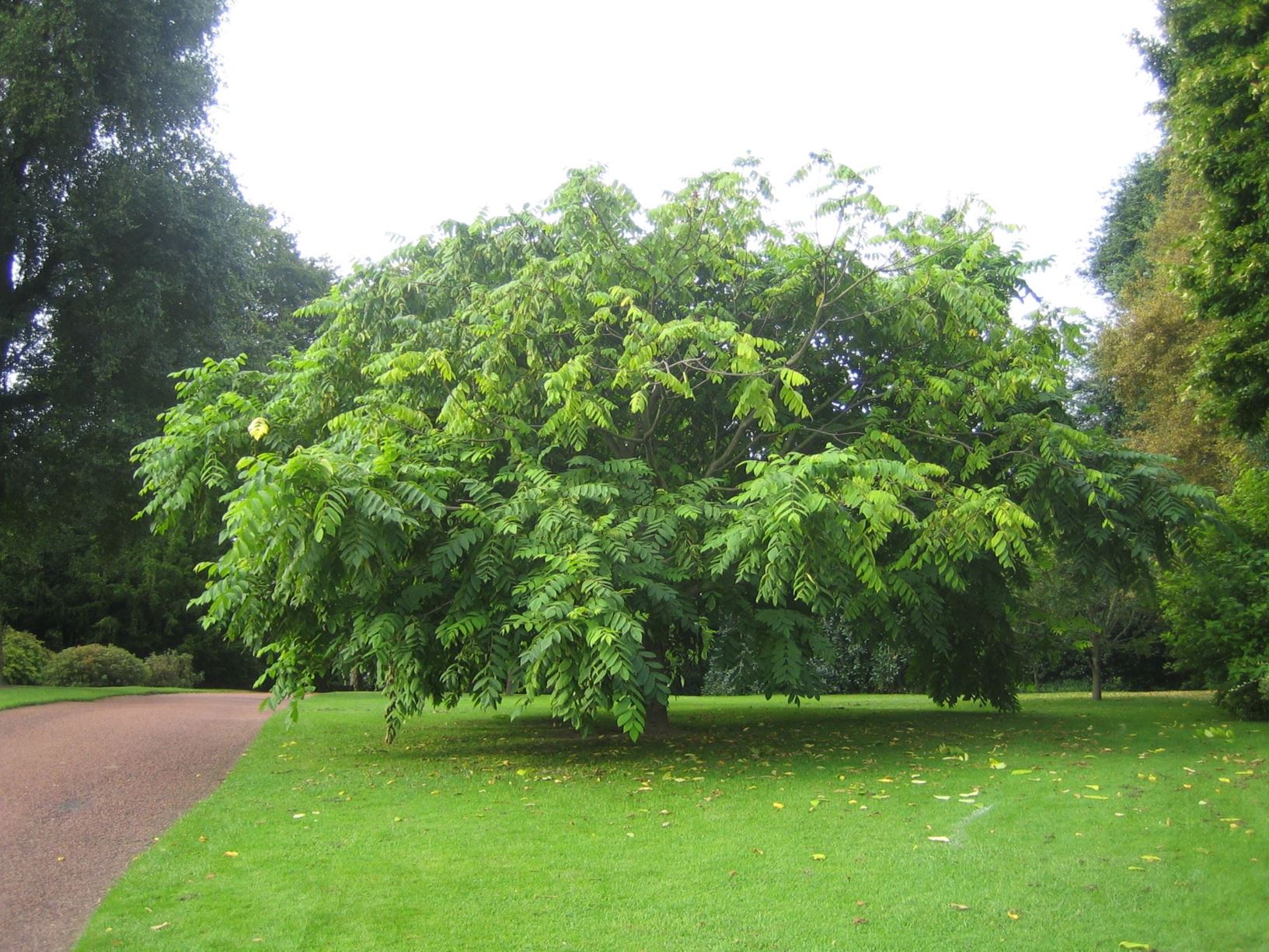 Juglans cinerea - Butternut, Butter-Nut, White walnut