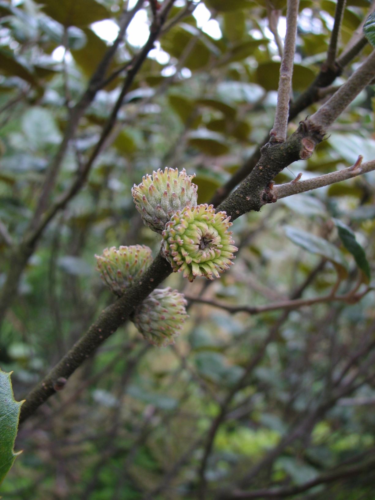 Quercus alnifolia - Golden Oak Of Cyprus
