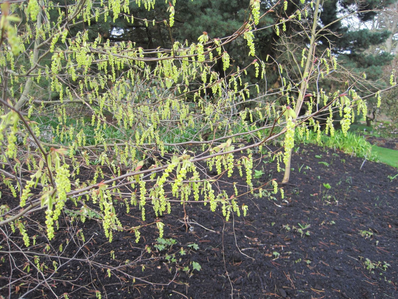 Corylopsis platypetala