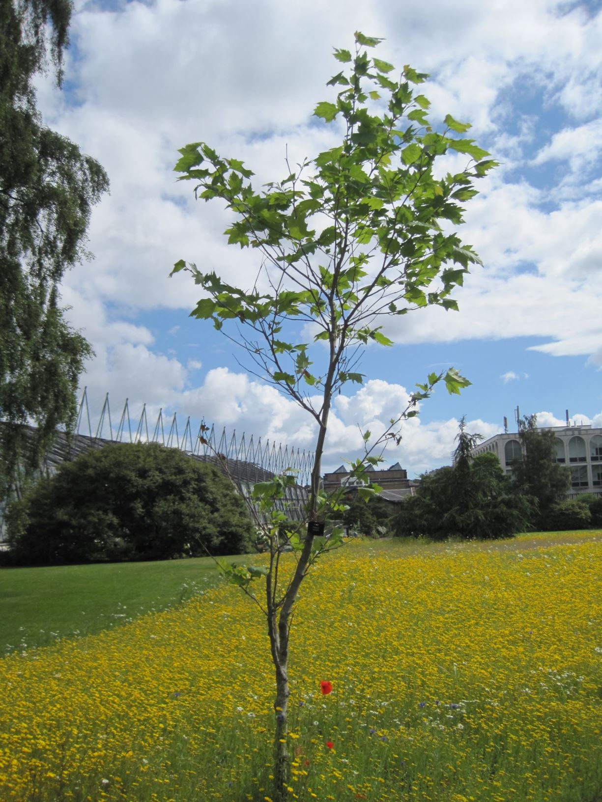 Platanus mexicana