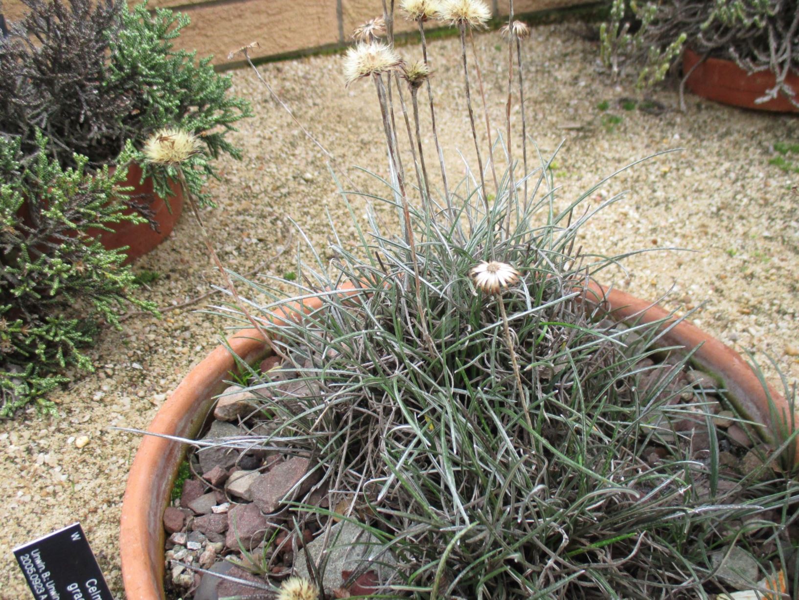 Celmisia gracilenta | Royal Botanic Garden Edinburgh