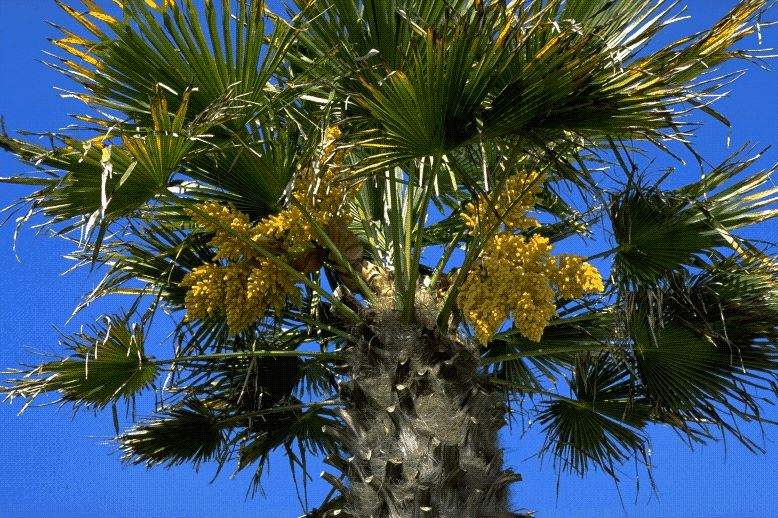 Trachycarpus fortunei - Chusan palm, Windmill Palm