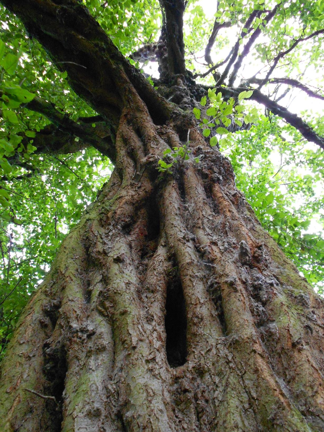 Alnus formosana - Formosan alder