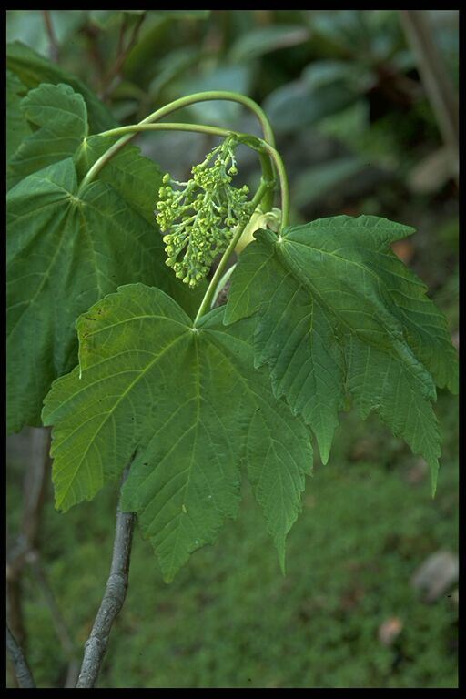 Acer velutinum - velvet maple