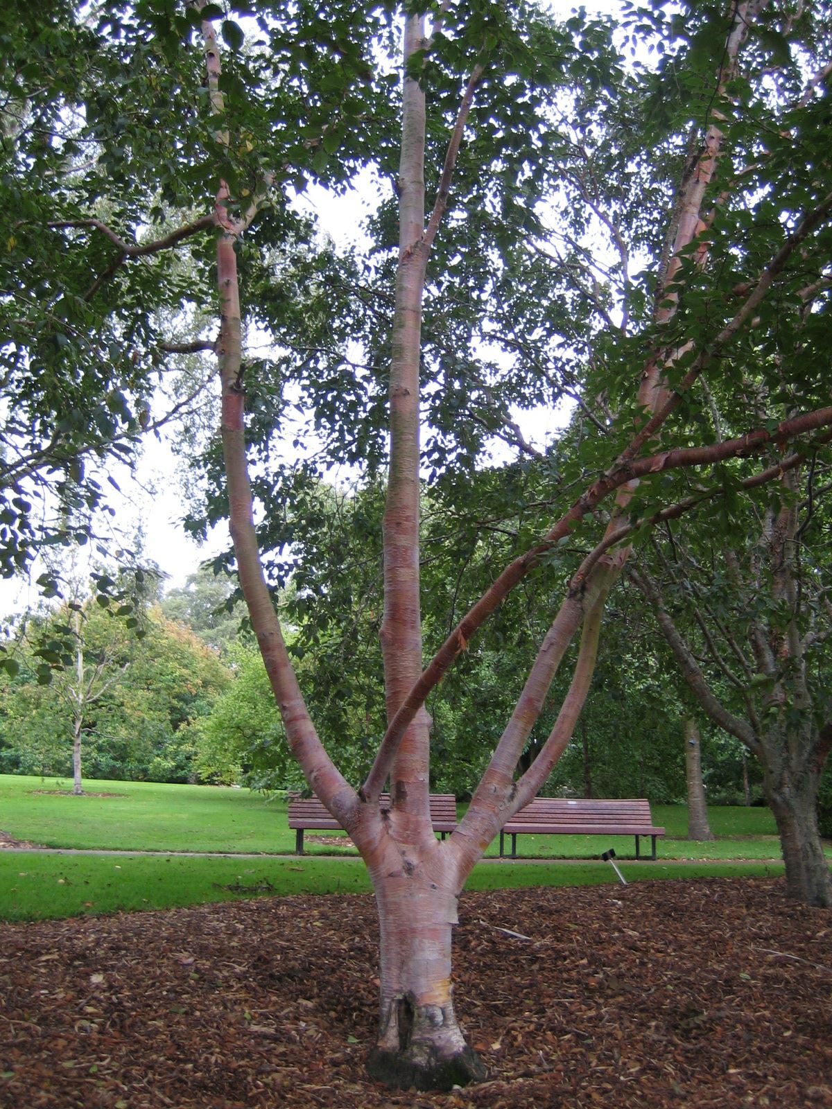 Betula utilis - Himalayan birch