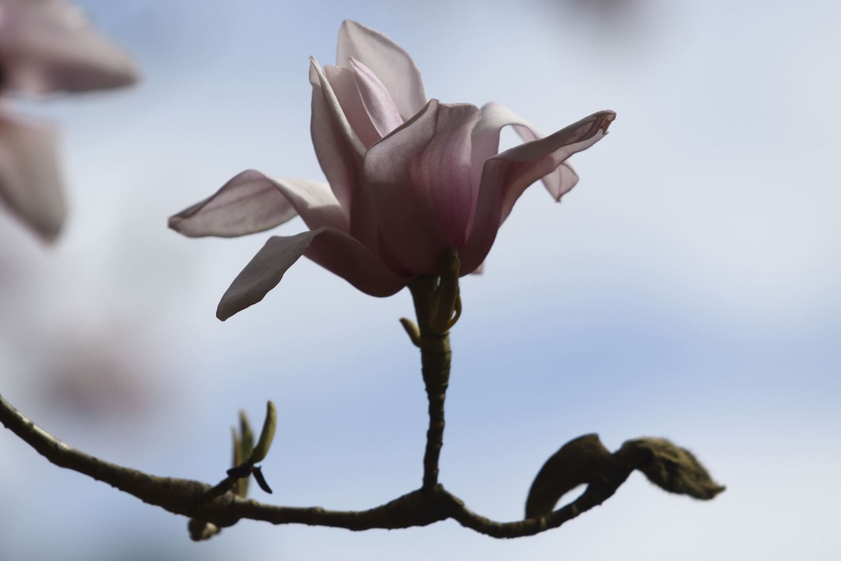 Magnolia sargentiana