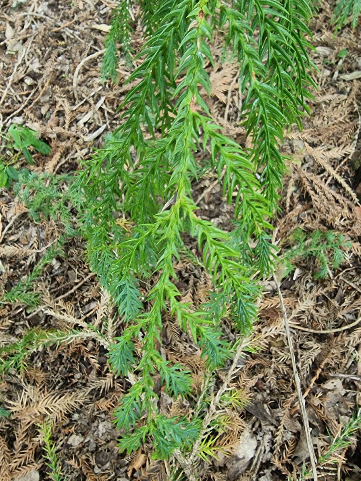 Taiwania cryptomerioides - Taiwania, tushan