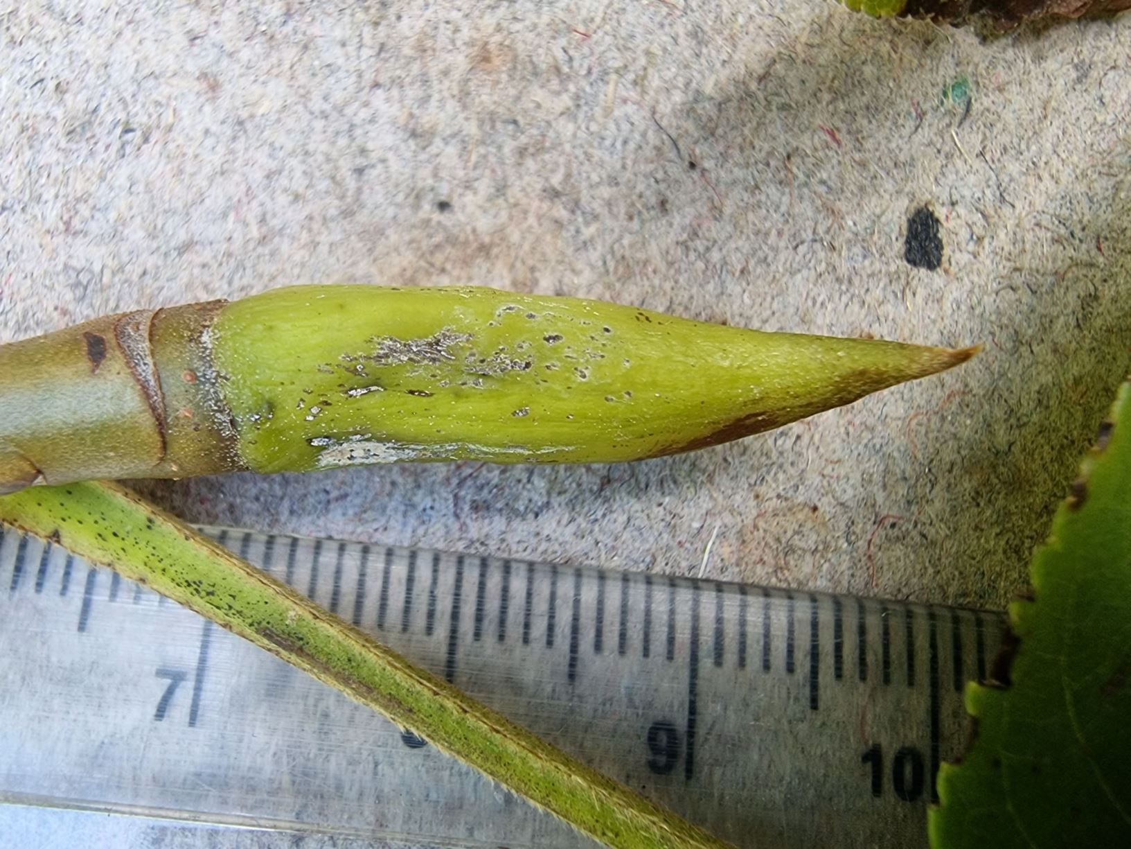 Pterocarya macroptera - gan su feng yang