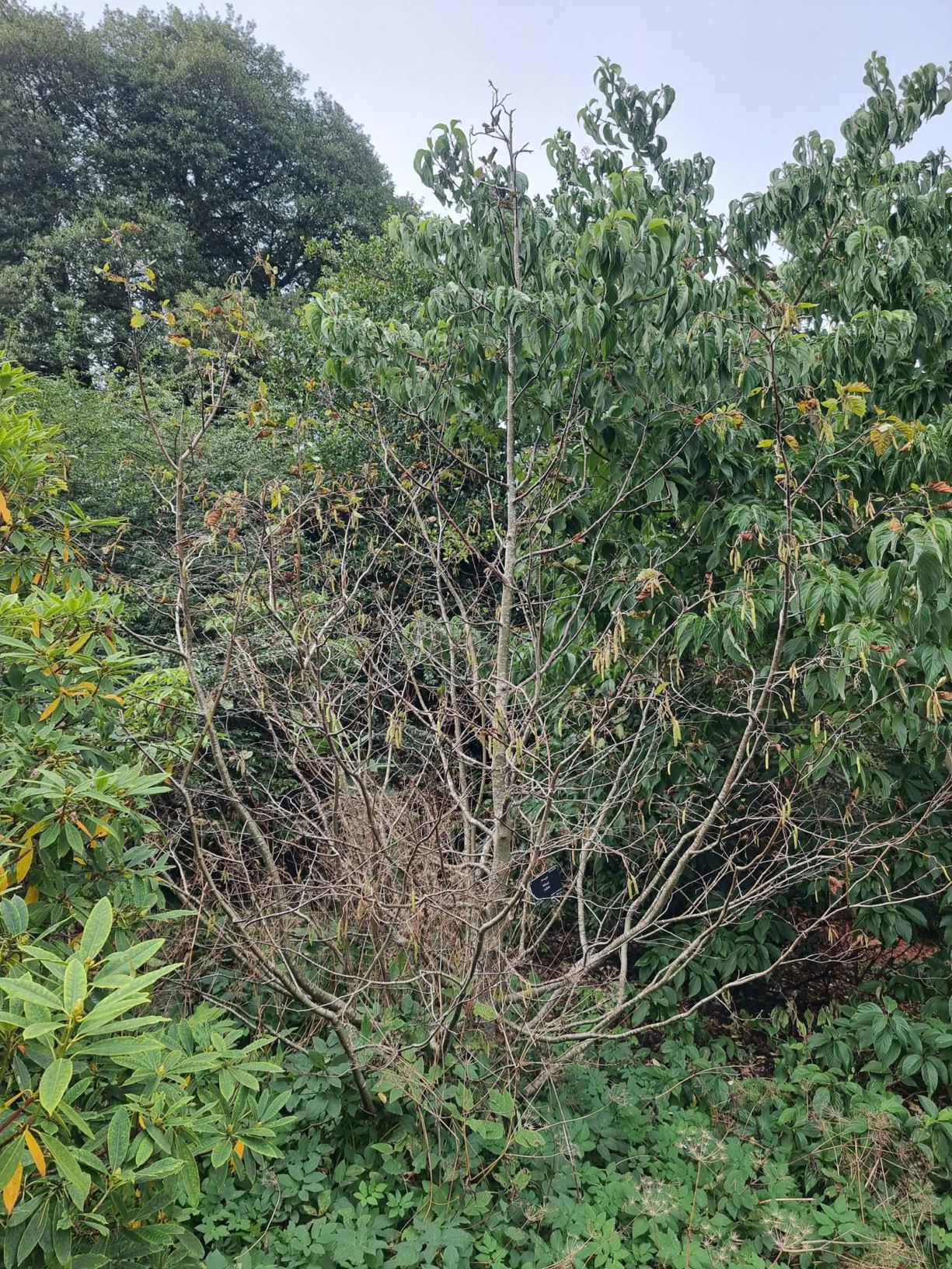 Alnus rubra - Oregon Alder, Red Alder