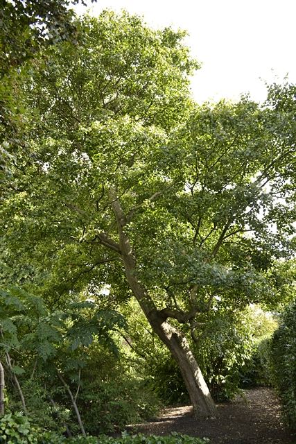 Acer cappadocicum subsp. sinicum