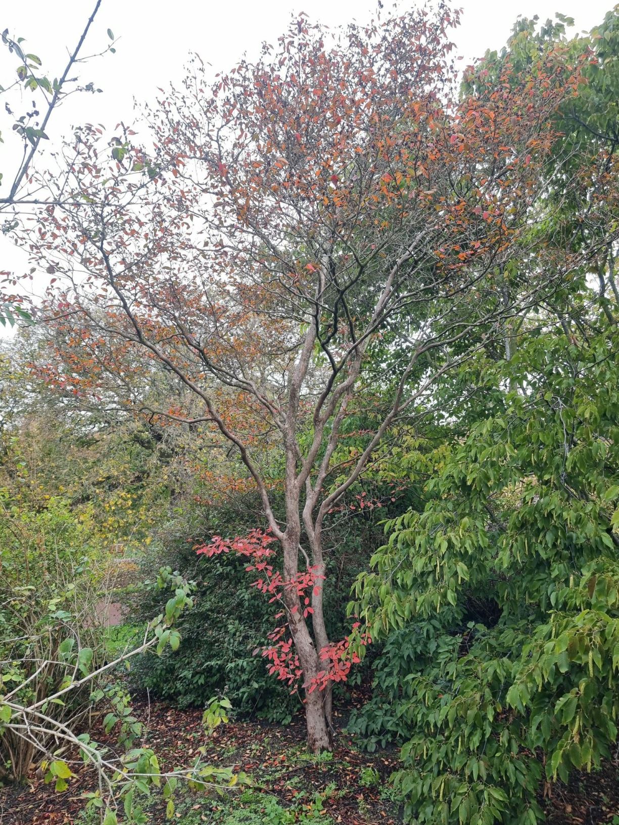 Stewartia pseudocamellia - deciduous camellia, Japanese Stewartia, Korean Stewartia