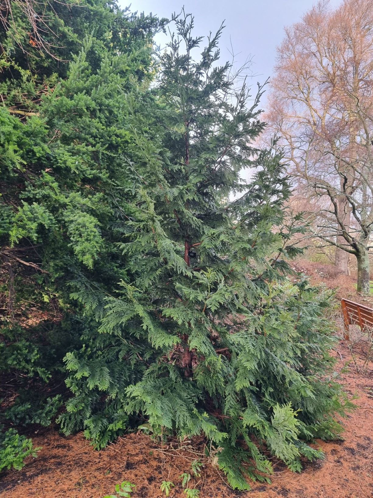 Thujopsis dolabrata | Royal Botanic Garden Edinburgh