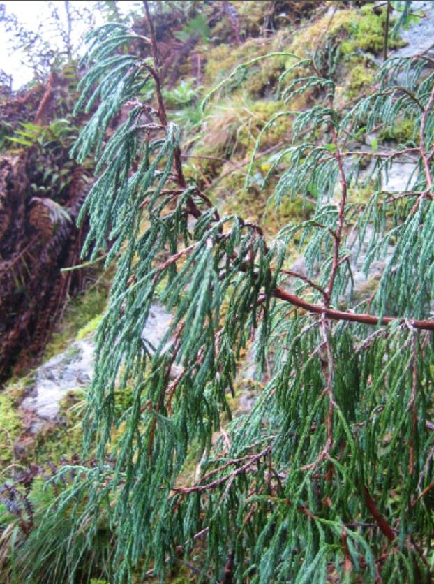 Juniperus recurva var. recurva