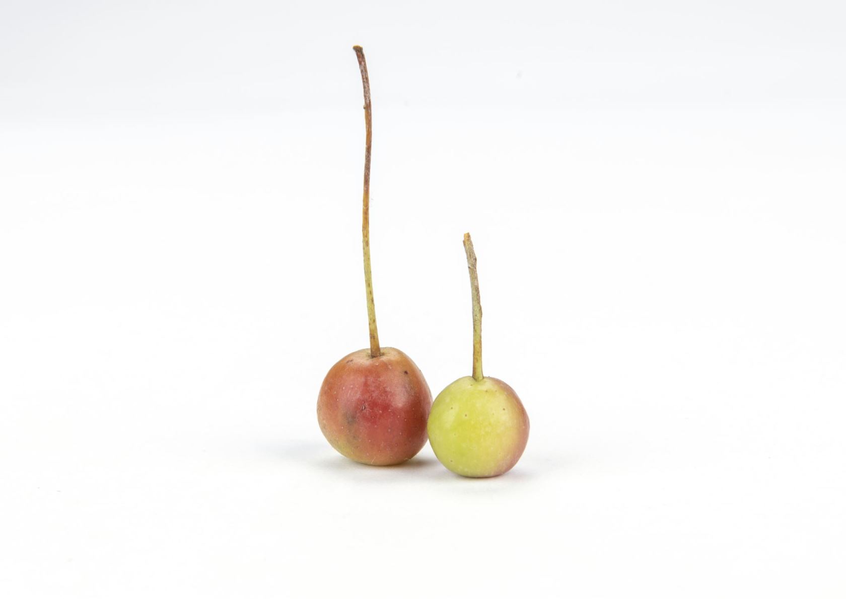 Malus yunnanensis