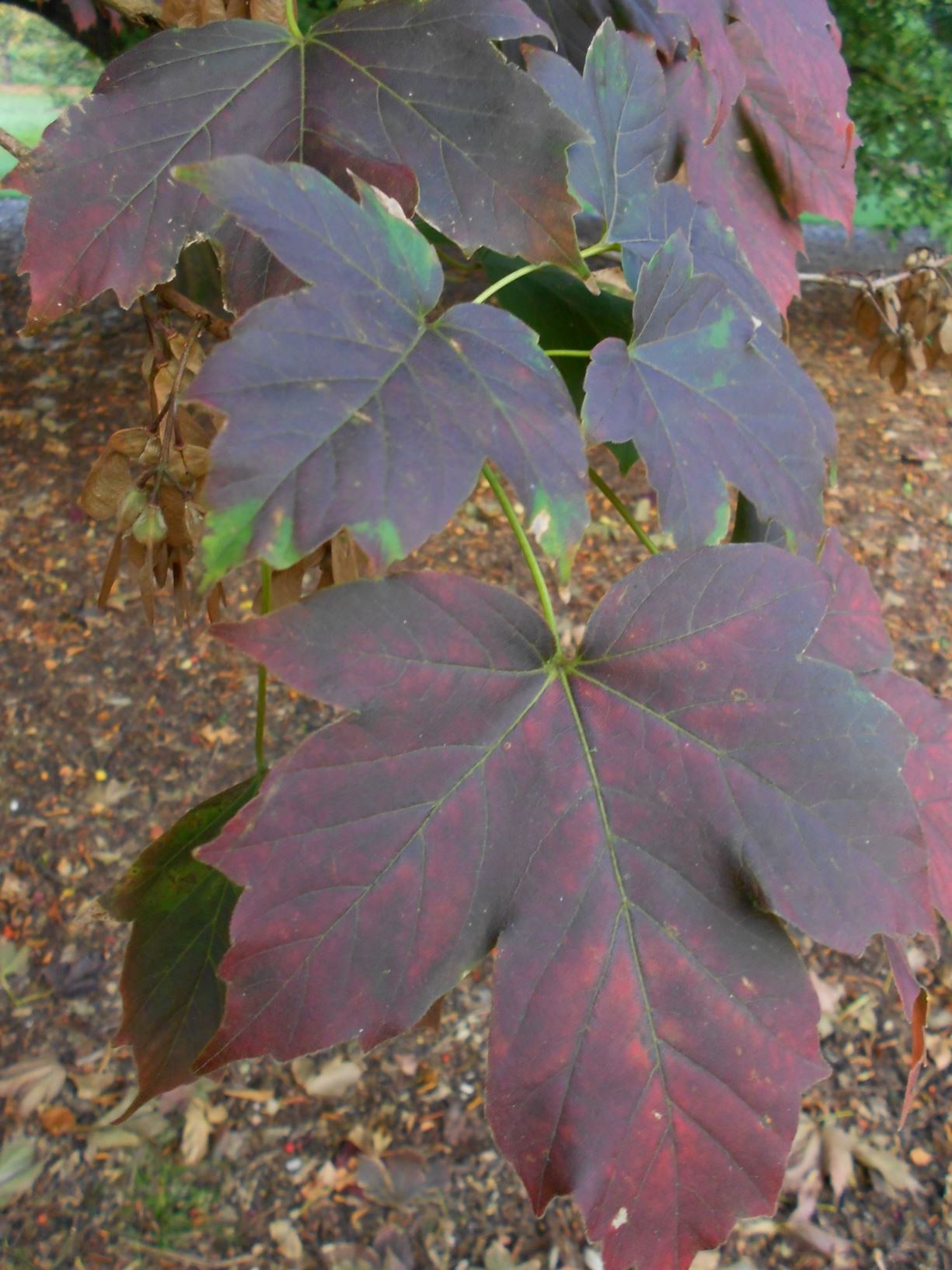 Acer diabolicum - devil's maple, Horned Maple