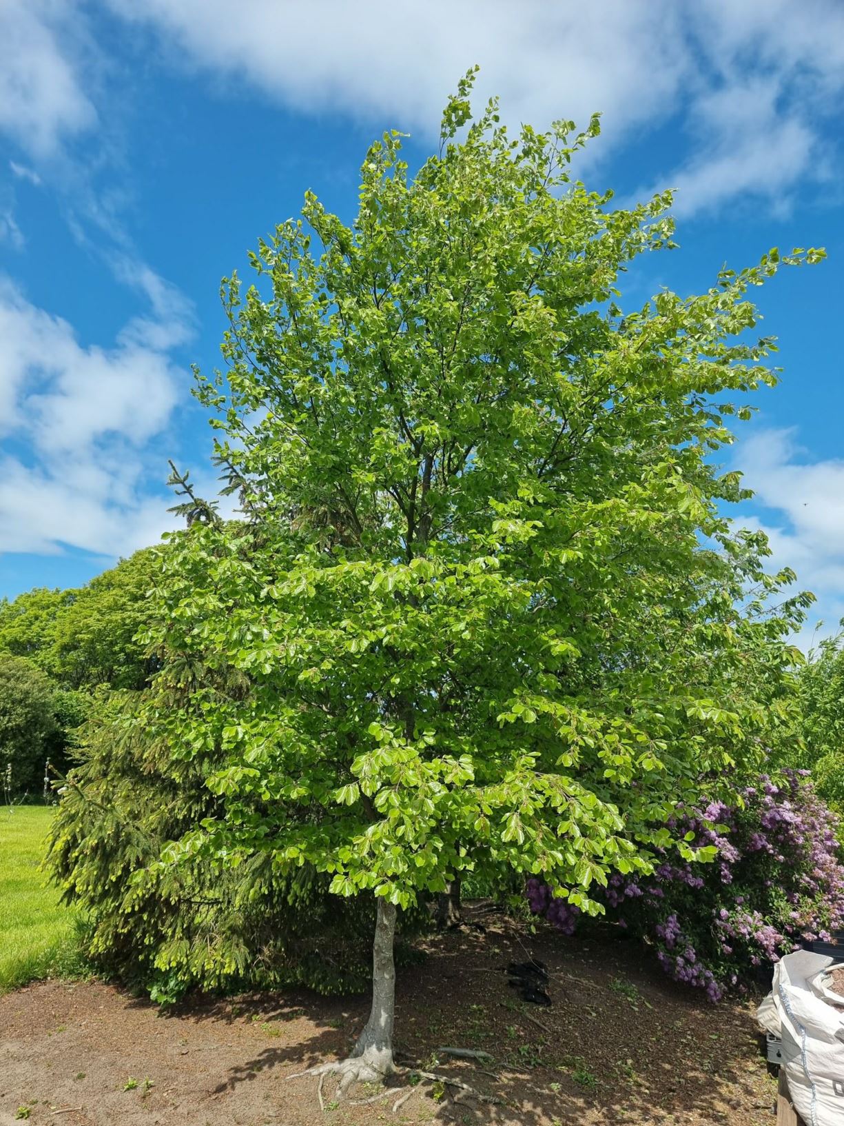 Fagus sylvatica - Beech, Common Beech, Faidhbhile