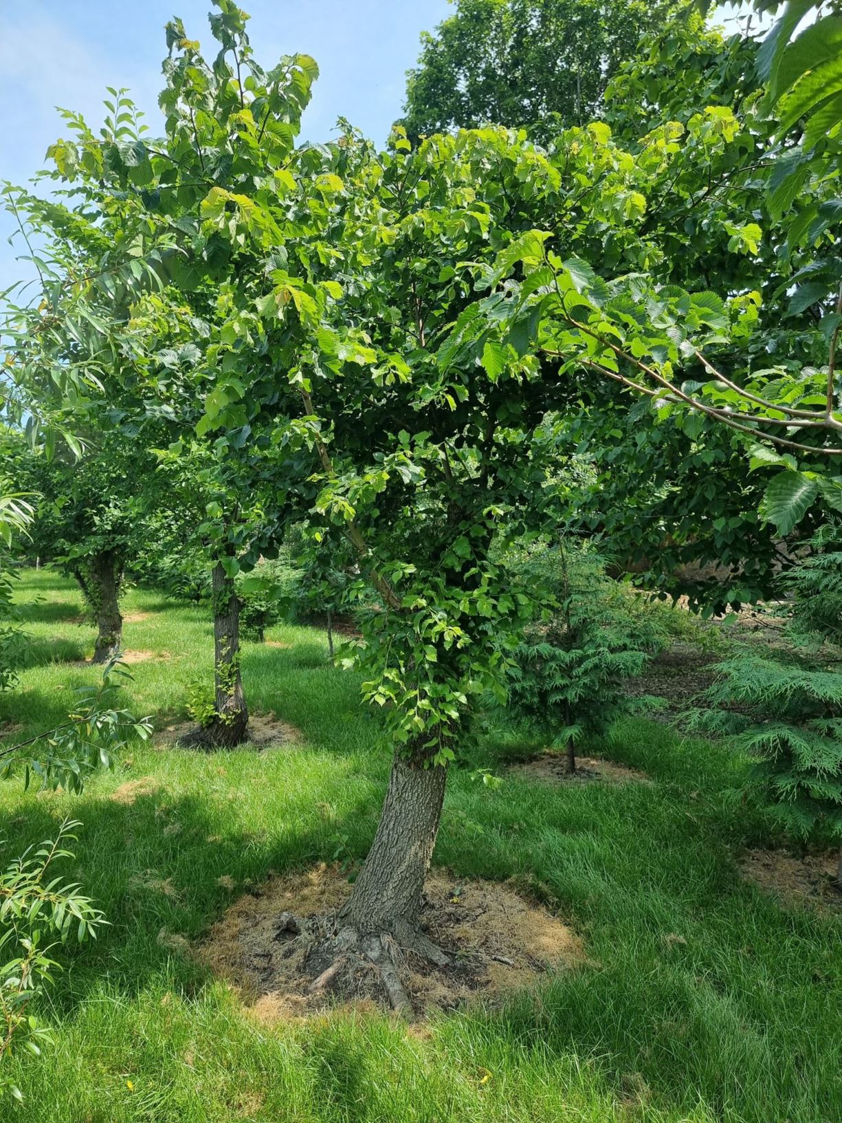 Ulmus minor subsp. minor - English Elm, narrow-leaved elm, Plot Elm, Small-leaved Elm