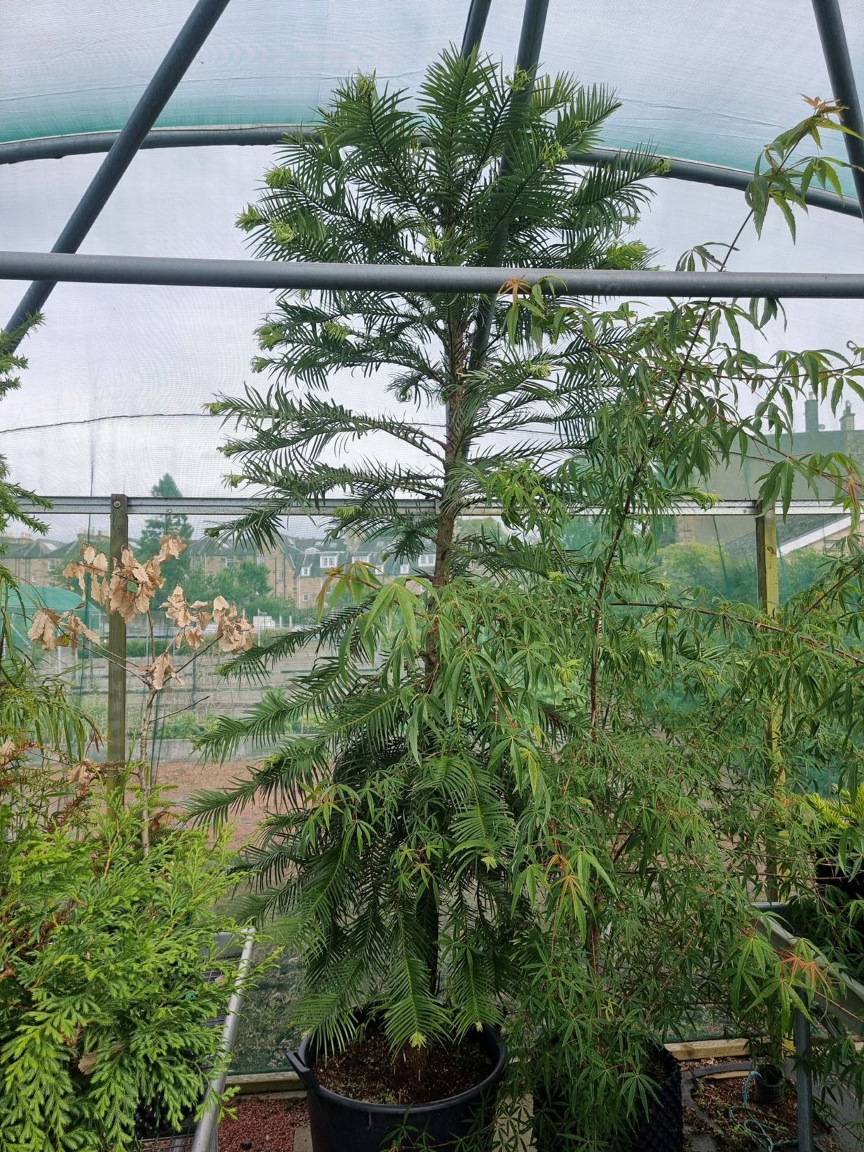 Wollemia nobilis - Wollemi Pine