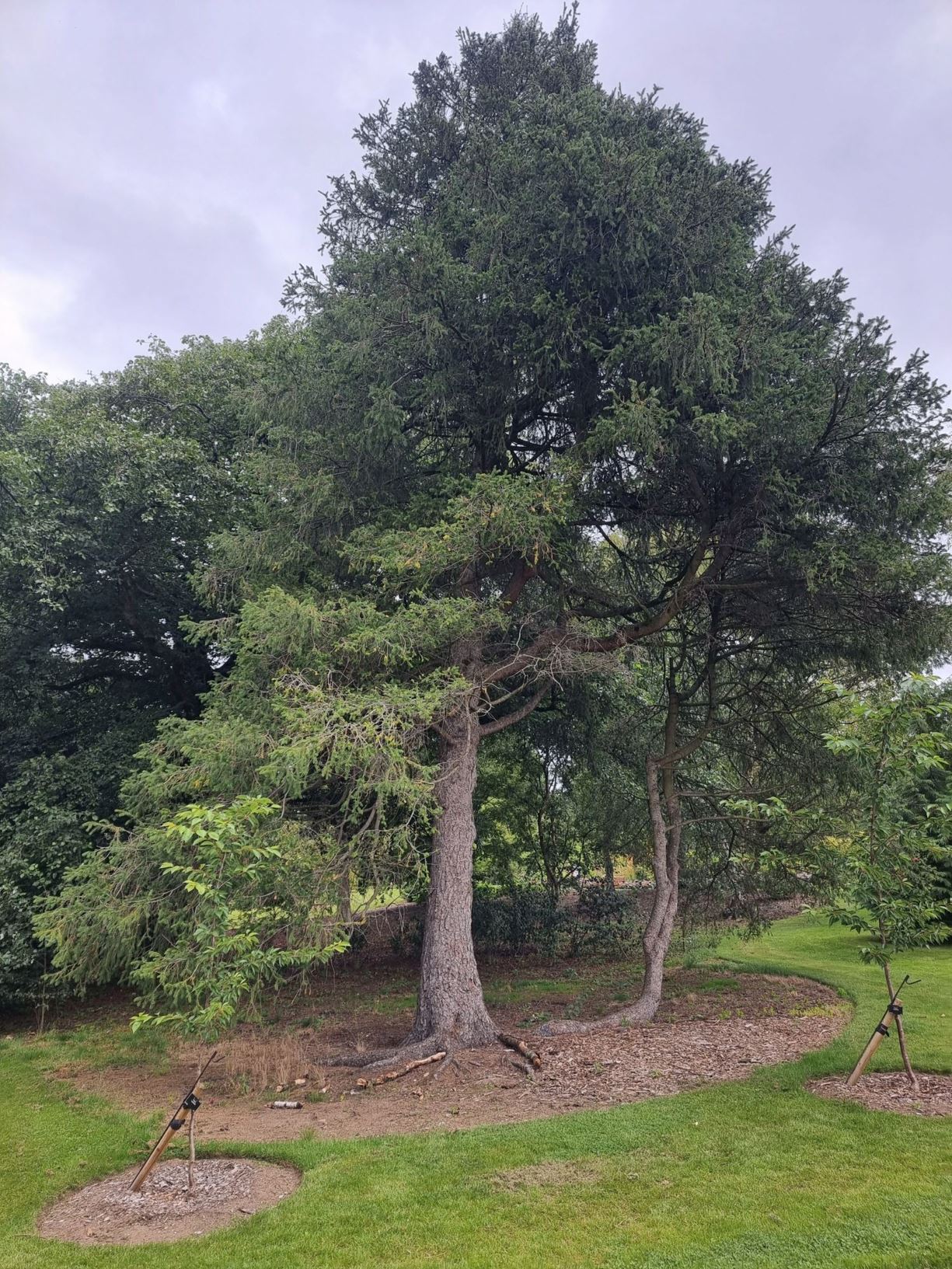 Picea schrenkiana - Asian Spruce, Xuelingshan, Schrenk's Spruce