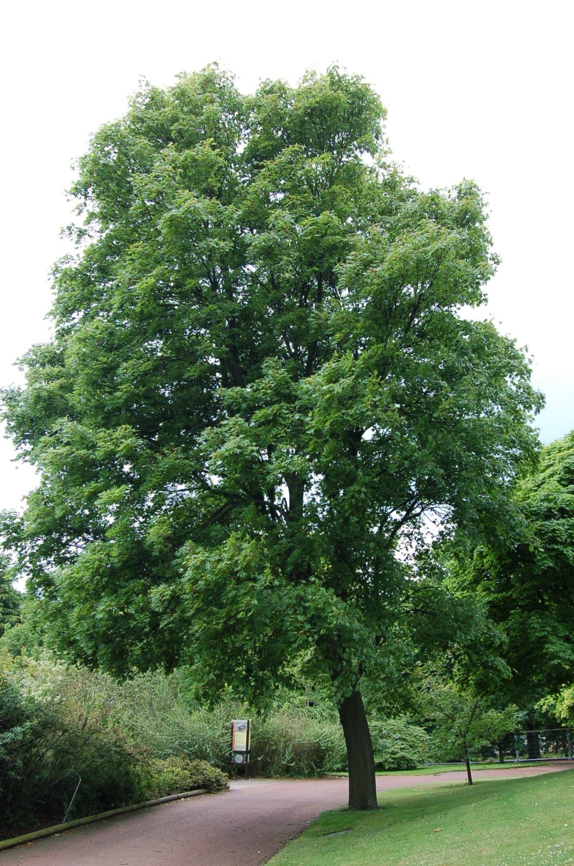Acer platanoides 'Crispum'