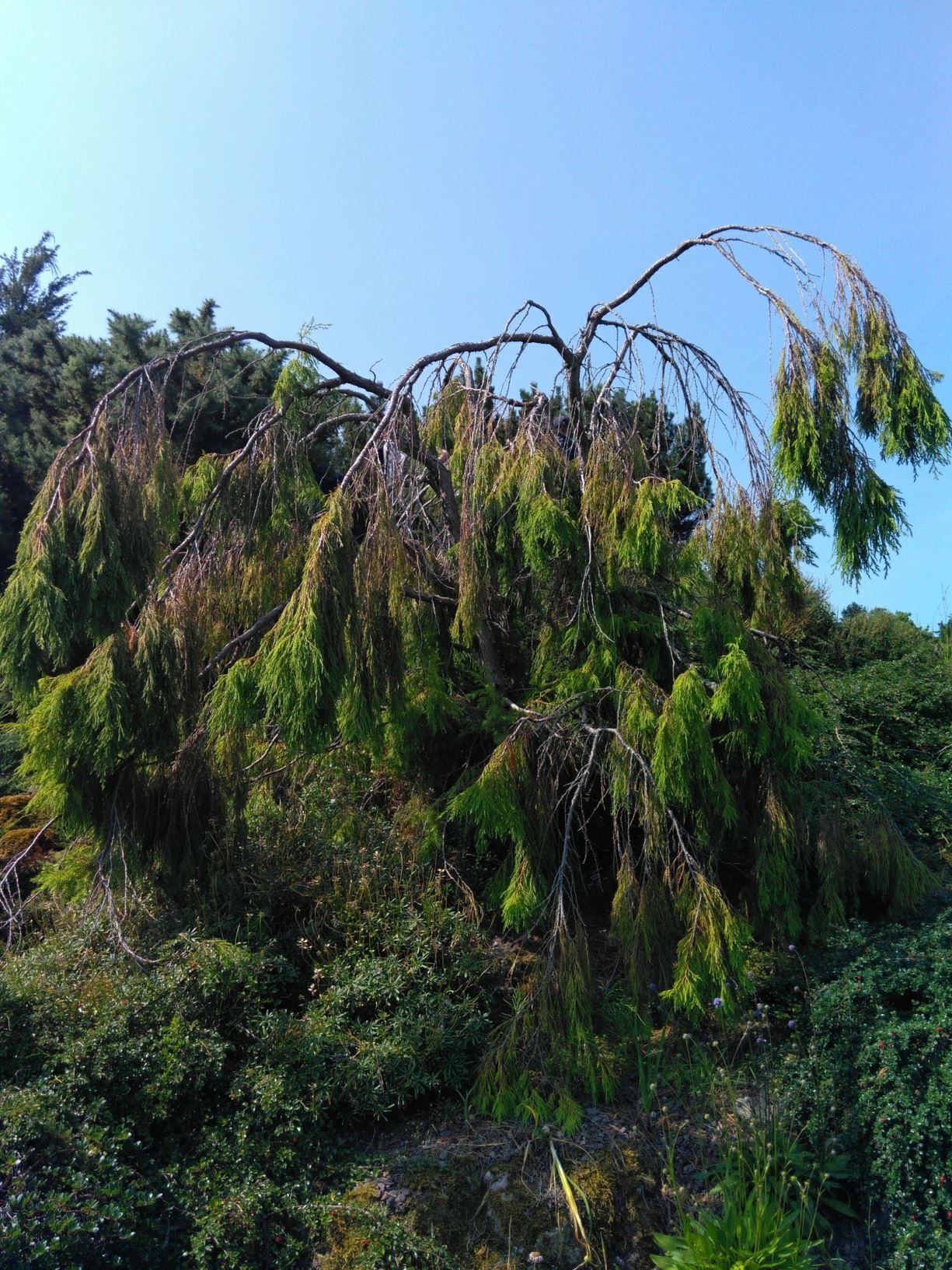 Juniperus flaccida - Mexican Juniper