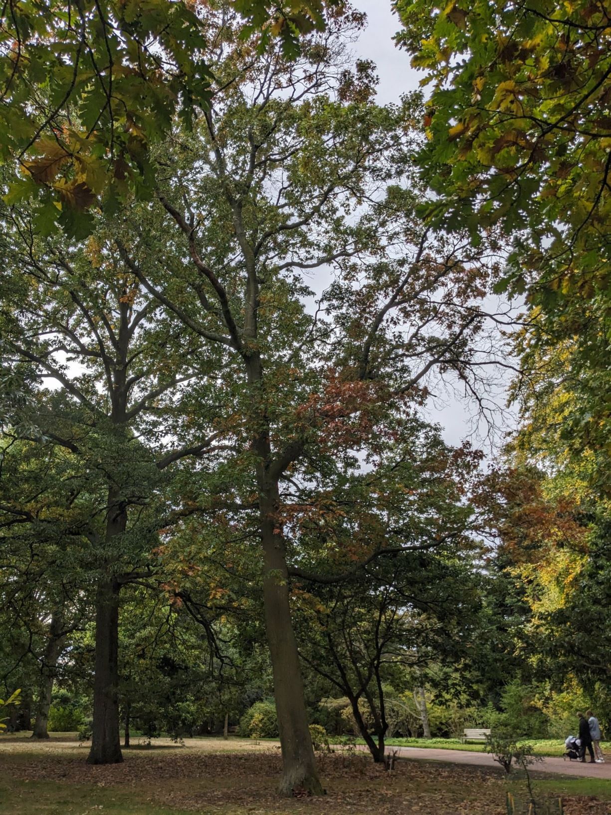 Quercus coccinea - Scarlet Oak