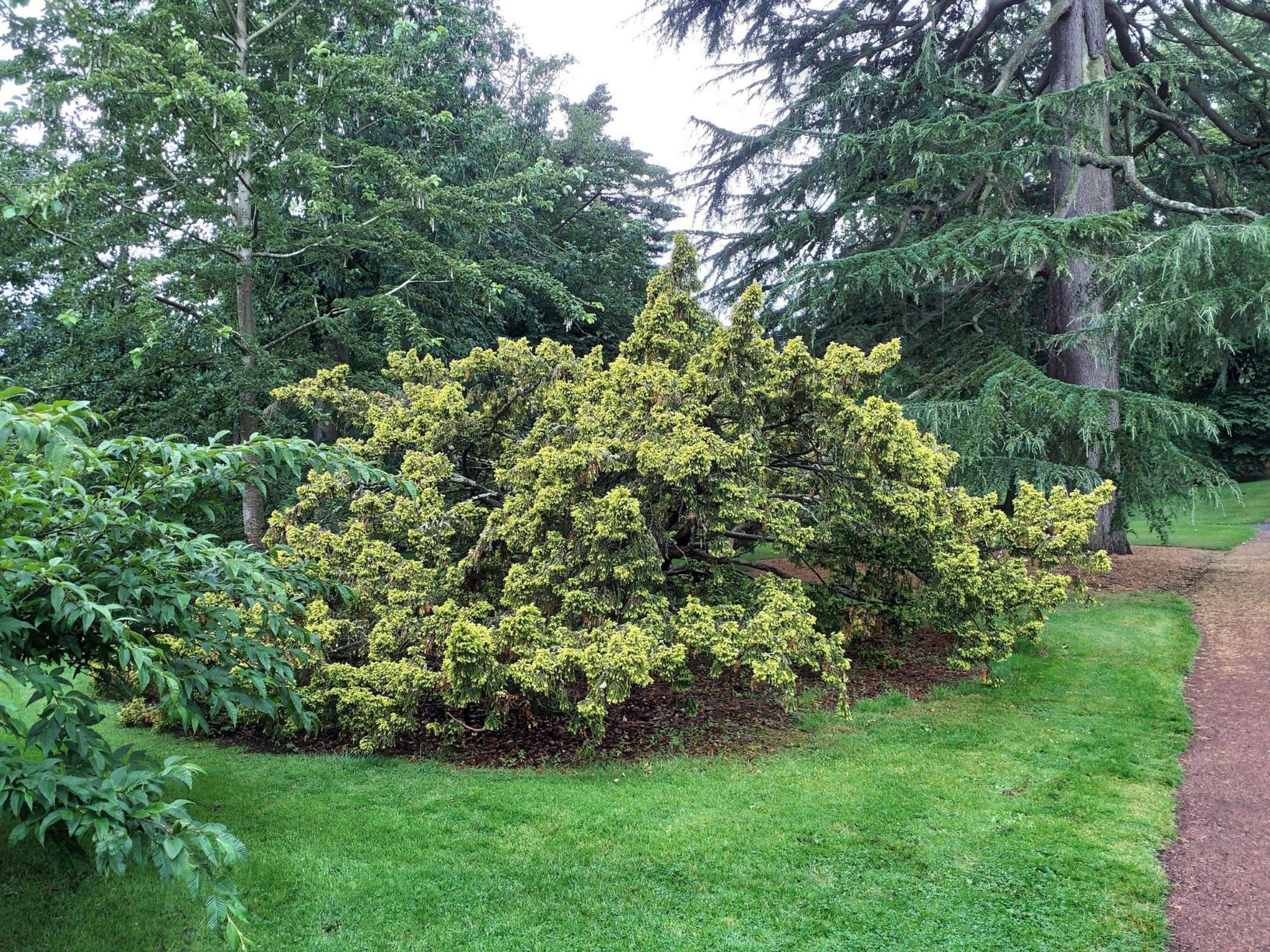Taxus baccata 'Adpressa Aurea'